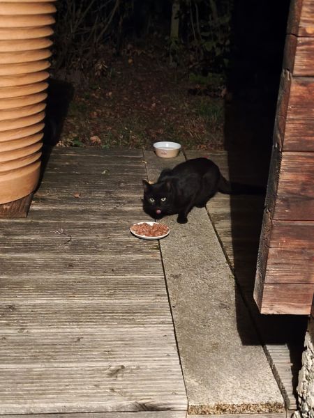 Schwarze Fundkatze Hammerweg